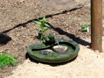 the frog fountain