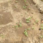 buckwheat sprouting in the chicken garden sand