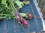 Turnips and a radish