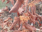 Confused witch hazel