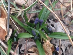 Siberian squill getting ready to bloom