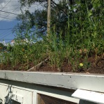Green roof - weeds are green right?